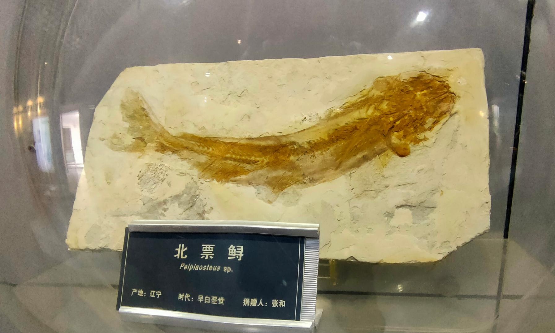 千姿百态的古鱼，自远古一路游来-中国地质大学图书档案与文博部