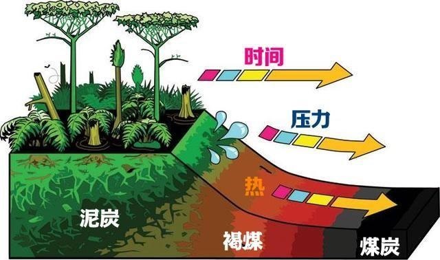 人类活动还导致自然栖息地退化,野生动物被迫与人类有越来越多的接触